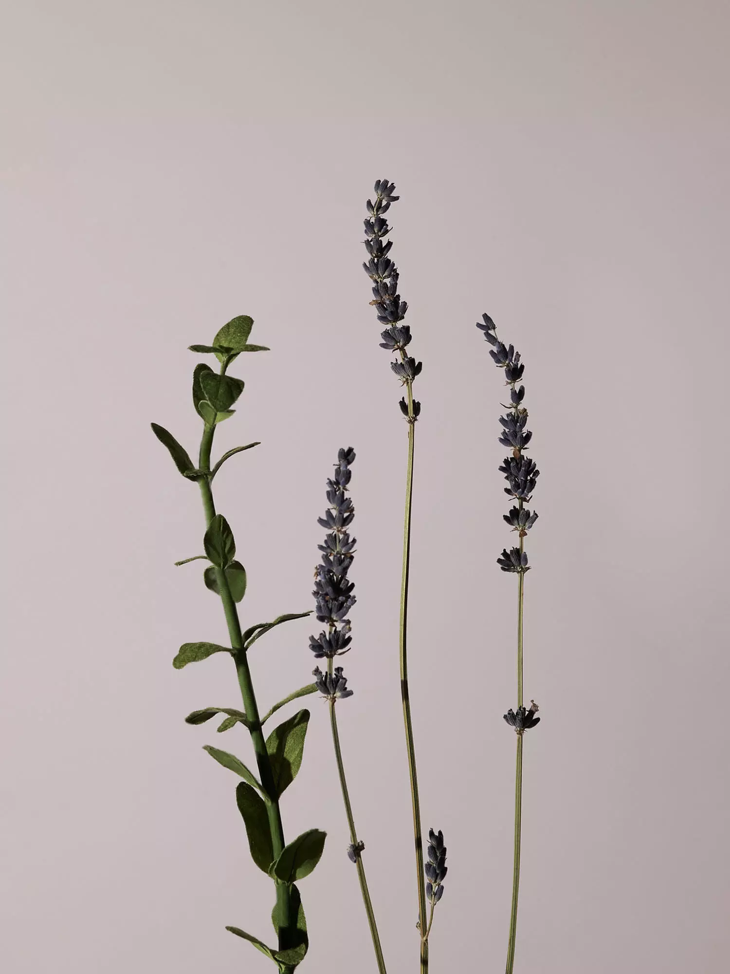 Aromatica Serene Body Oil Lavender & Marjoram (100ml)