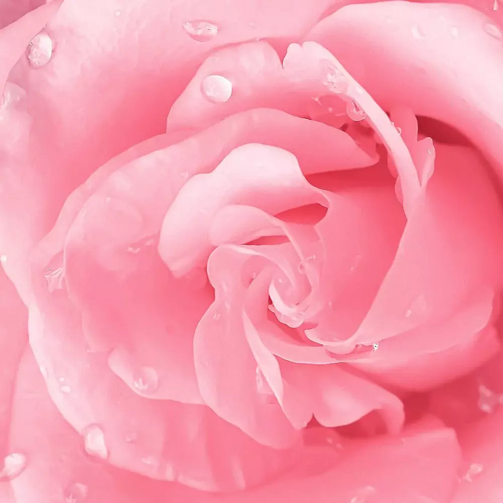 Beauty Creations Balm N' Cute - ROSE (32g)